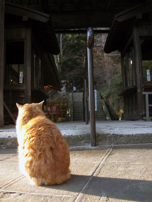 山寺夕焼けにゃんにゃん