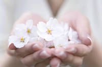 ●毎日お知らせ「草岡の大明神桜・開花情報」●