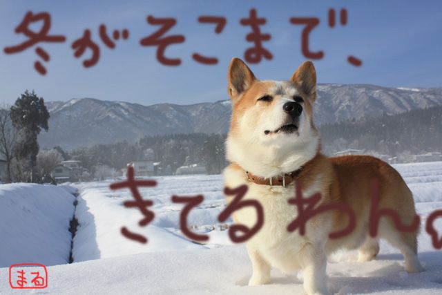 むひょむひょ霧氷。