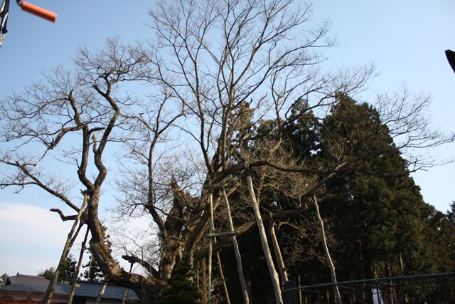 『大明神桜』開花情報
