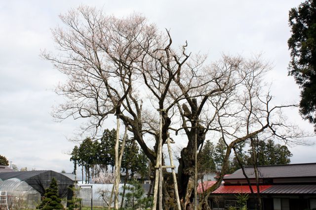 『大明神桜』開花情報　4月17日（金）