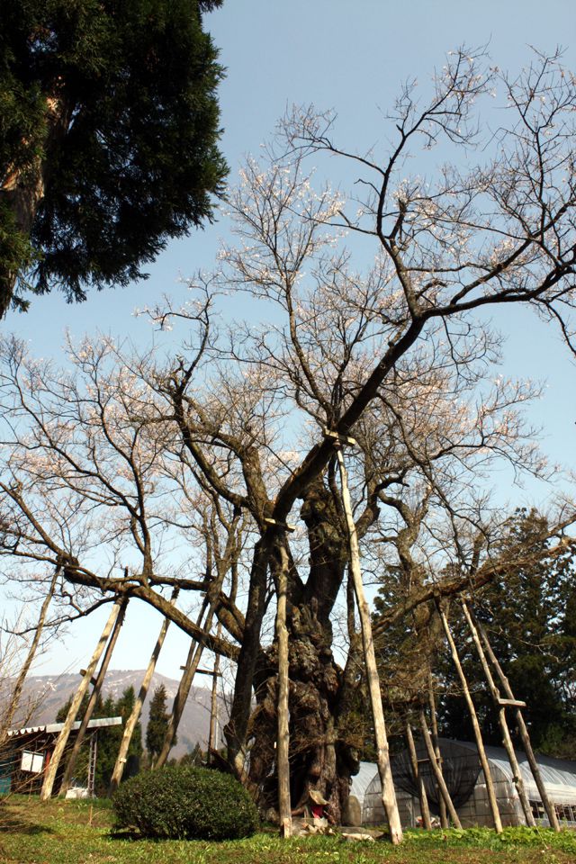 『大明神桜』開花情報　4月18日（土）