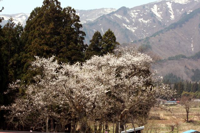 『大明神桜』開花情報 4月19日（日）