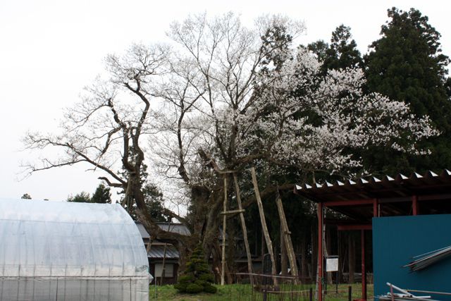 『大明神桜』開花情報 4月21日（火）