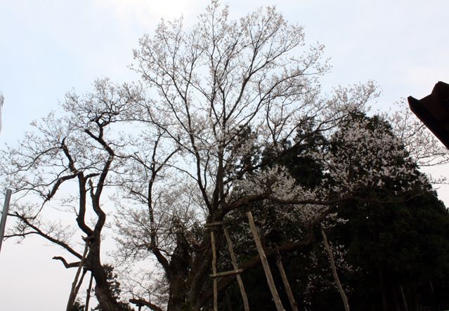 『大明神桜』開花情報 4月22日（水）