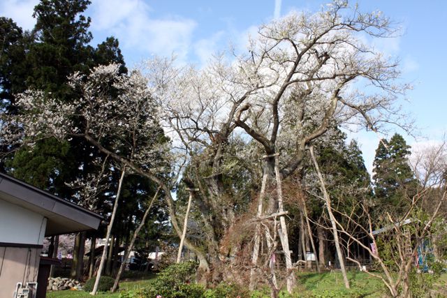 『大明神桜』開花情報 4月24日（金）