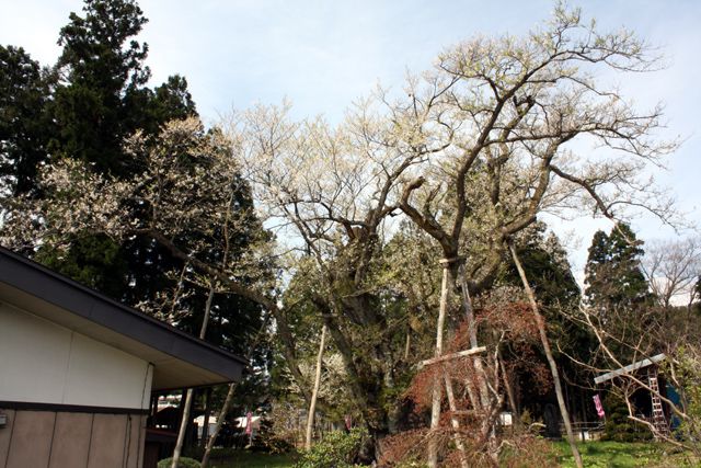 『大明神桜』開花情報 4月28日（火）