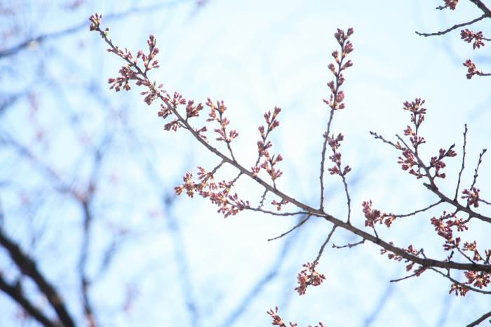 大明神桜開花情報！