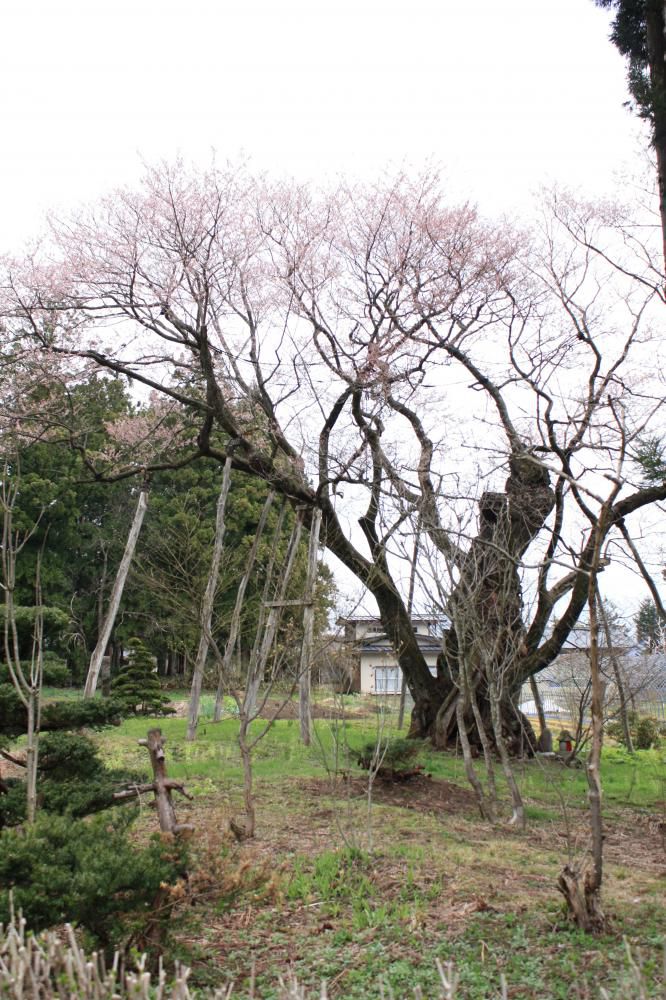 大明神桜開花情報！パート２