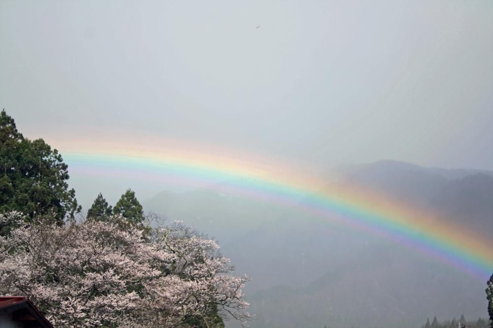 大明神桜開花情報！パート３