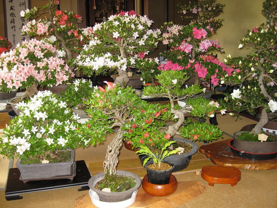 部屋が”さつき”で満開です