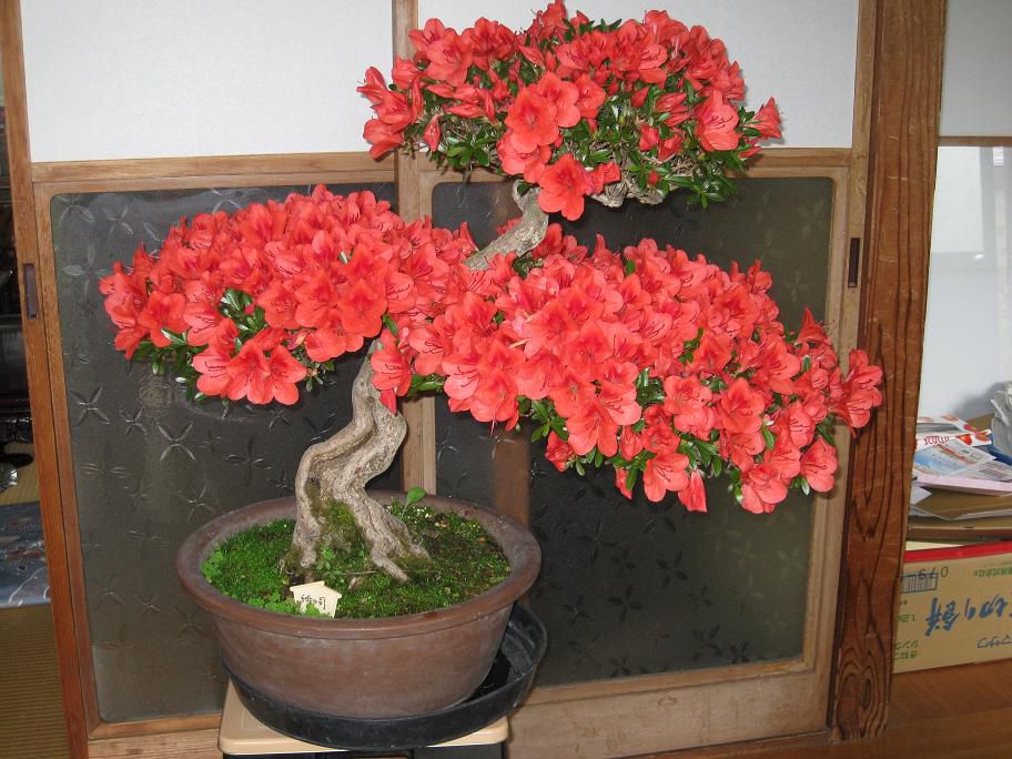 そろそろ花も終わりです