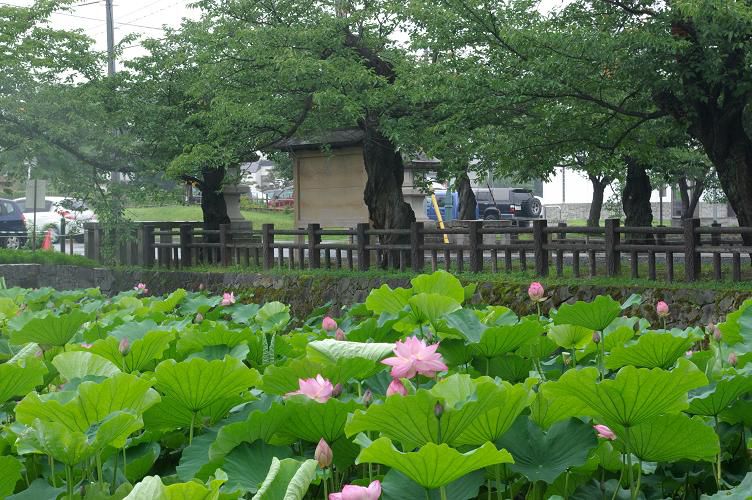 上杉公園で花火大会