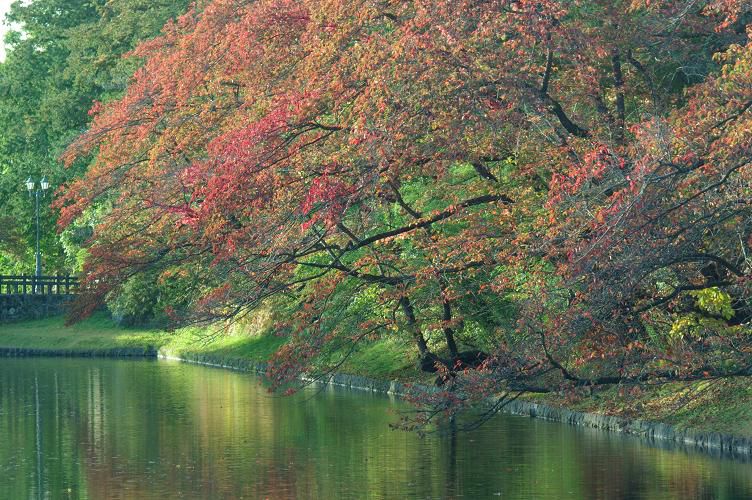 上杉神社の紅葉