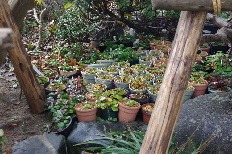 鉢植えの冬支度