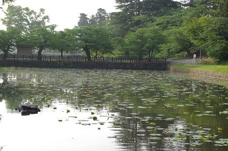 上杉神社の　はす