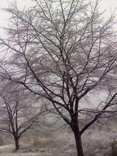 白桜。