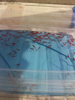 金魚も暑いべな。