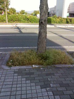 何とか今年こそ。