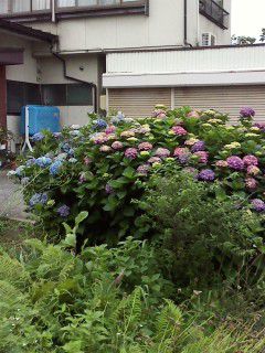 あじさい。