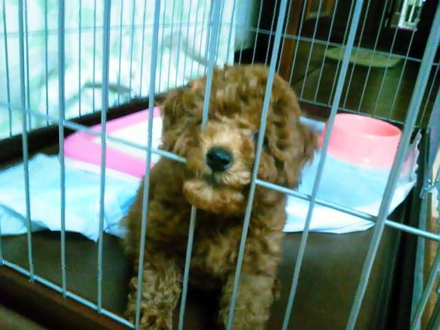 犬が猫かぶってだった！