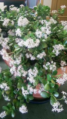 ☆やまがた花回廊☆