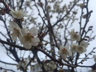 花を愛で【梅・椿】
