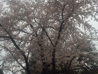 花を愛で【桜】