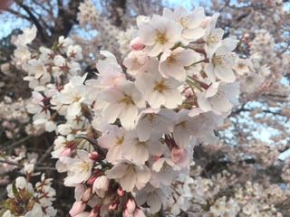 絶景の新緑を楽しむ旅