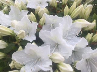 白つつじ咲き始めています