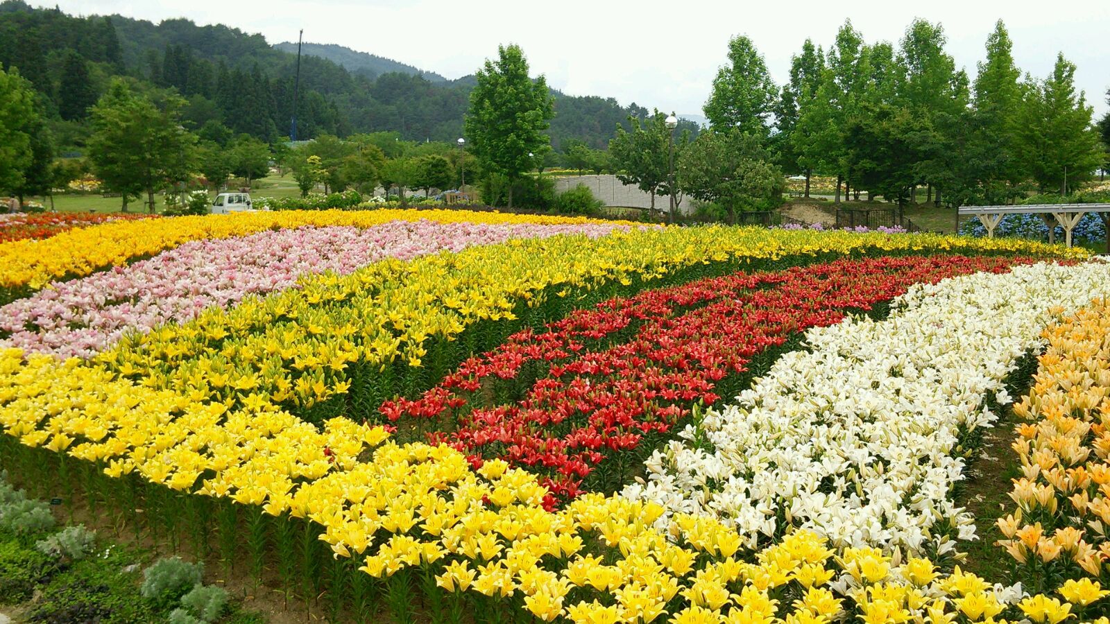 【6月11日オープン】いいでどんでん平ゆり園
