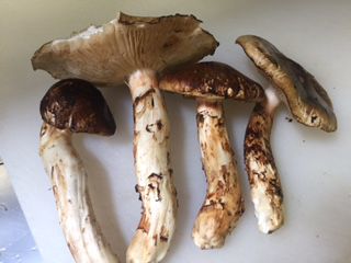 高畠産まつたけと飯豊産米沢牛