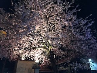 【貸し切り風呂付日帰りプラン】春の前菜盛り合わせ