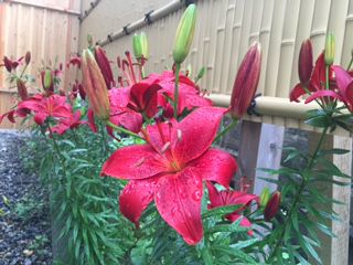 【紅花栄】べにばなさかう