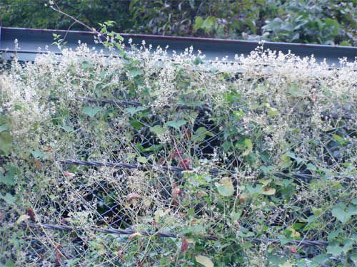 ニガウリの花　1