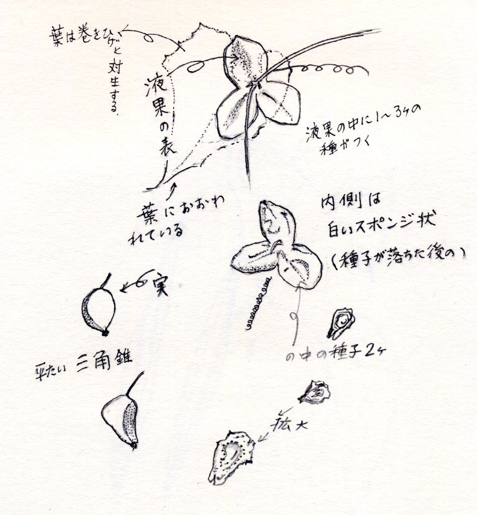 ニガウリの実