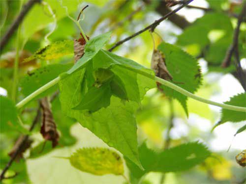ニガウリ茎にバランスよく