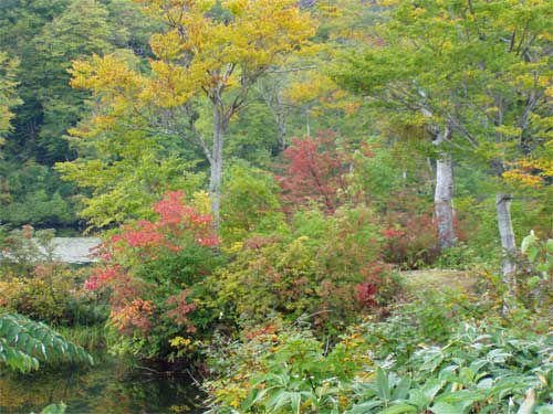 中島の紅葉　2