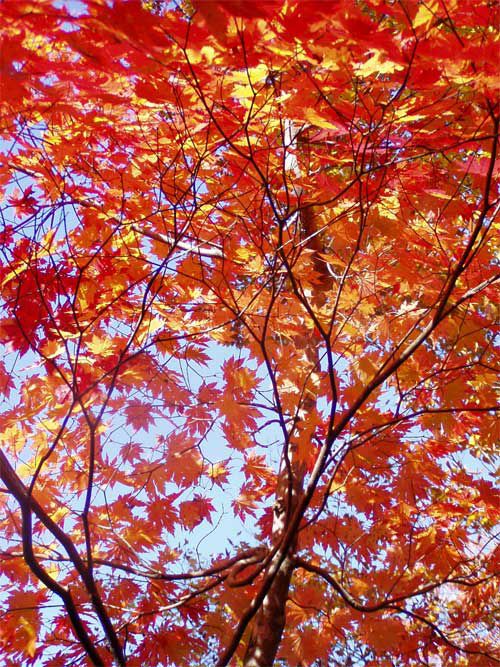 春木戸紅葉