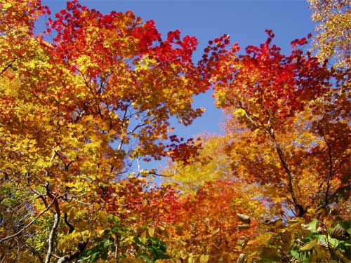 尾根沿いの紅葉