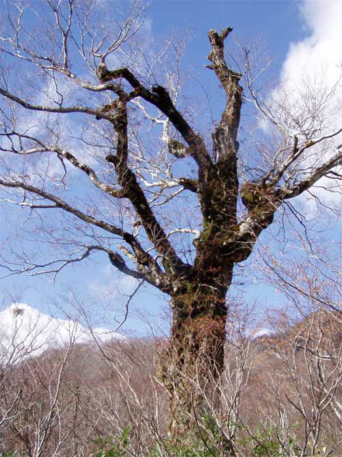 老巨木く舞う