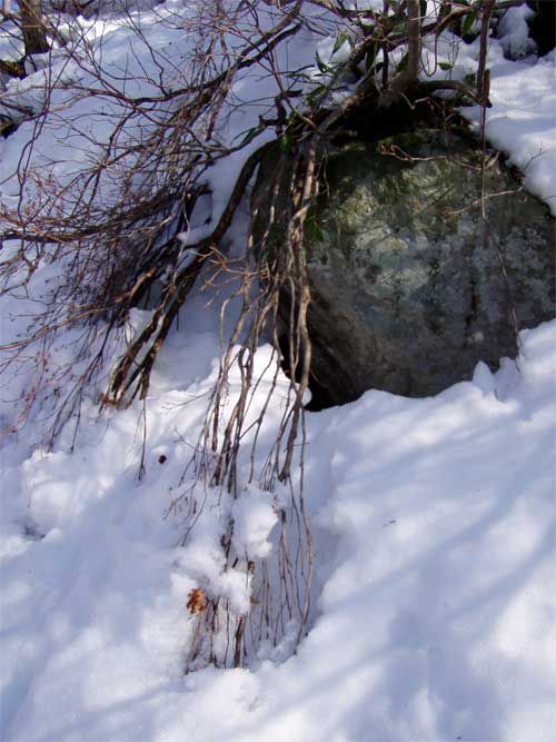 木々は雪の中