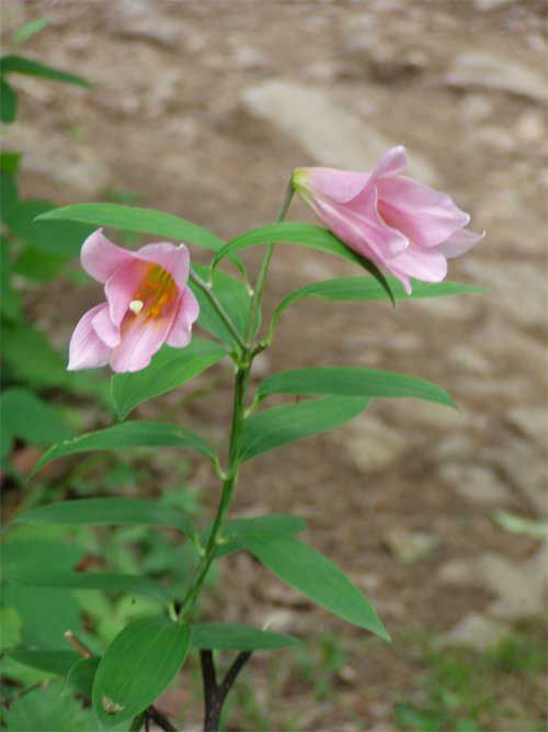 山頂