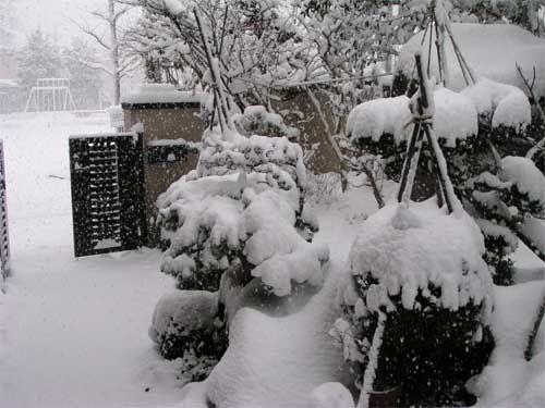 雪降り
