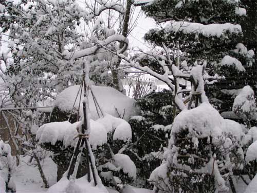 大粒の雪