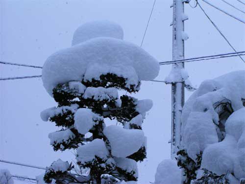 雪帽子