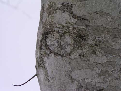 ブナ肌のこれは2