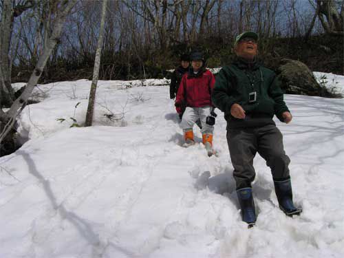 新雪20ｃｍ