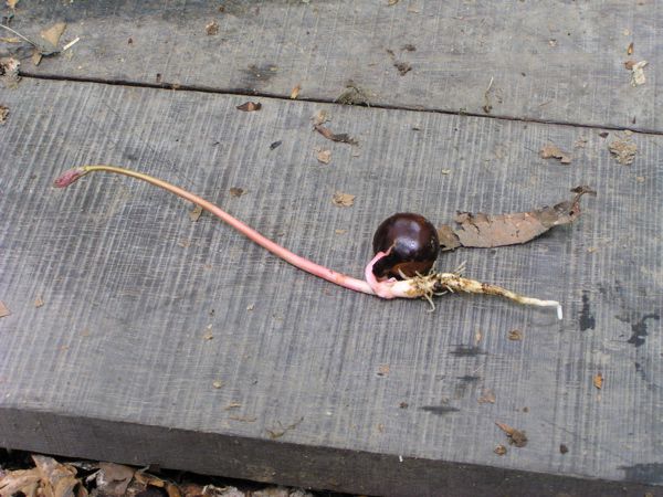トチの芽だし