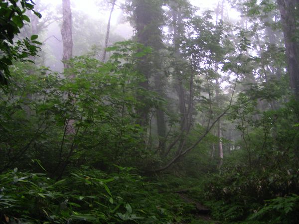 幻想的な森で